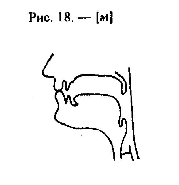 Артикуляционный уклад звука м. Артикуляционный уклад звука м мь. Артикуляция звука м профиль-м. Артикуляция звука п в логопедии. Артикуляция д