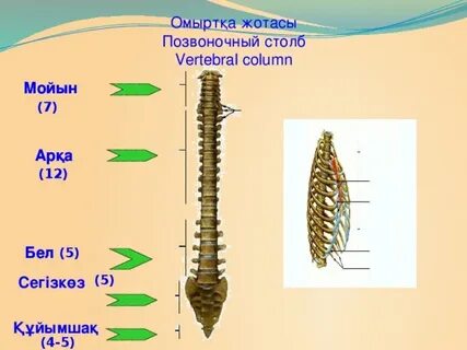 Есекке кептеліп қалған жыланның порно видеосы