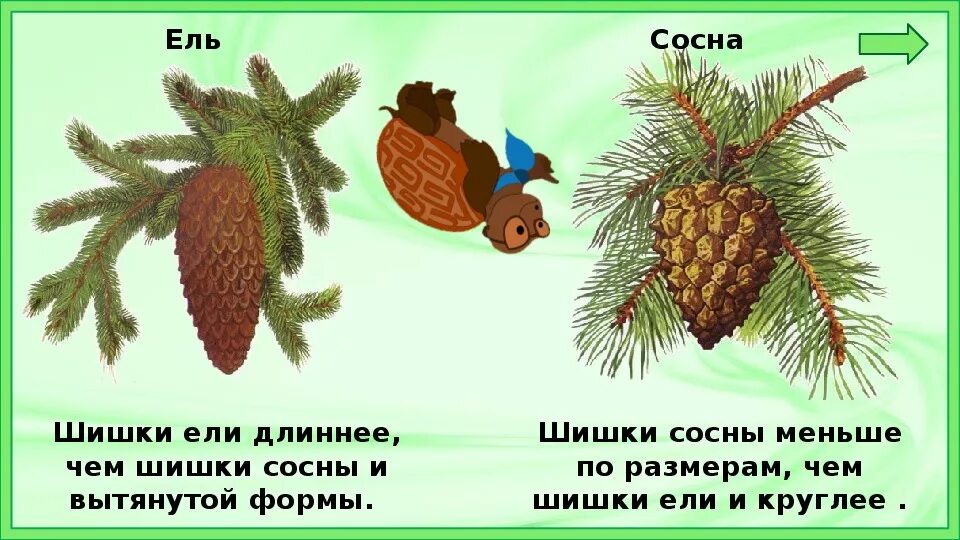 Слово хвойный. Шишка ели и сосны. Шишки ели и сосны сравнение. Сосна веточки хвоинки шишки. Сосновые шишки и еловые шишки отличия.