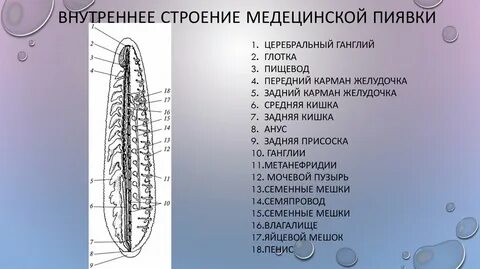Половая система пиявок