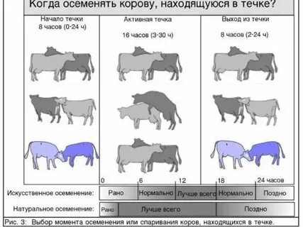 Сколько ходят коровы до отела