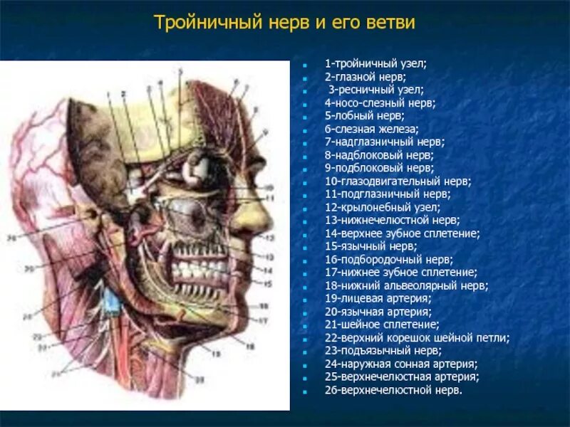 Тройничный узел анатомия. Корешок тройничного нерва анатомия. Иннервация ветвей тройничного нерва. Тройничный нерв верхнечелюстной. Тройничный нерв тест