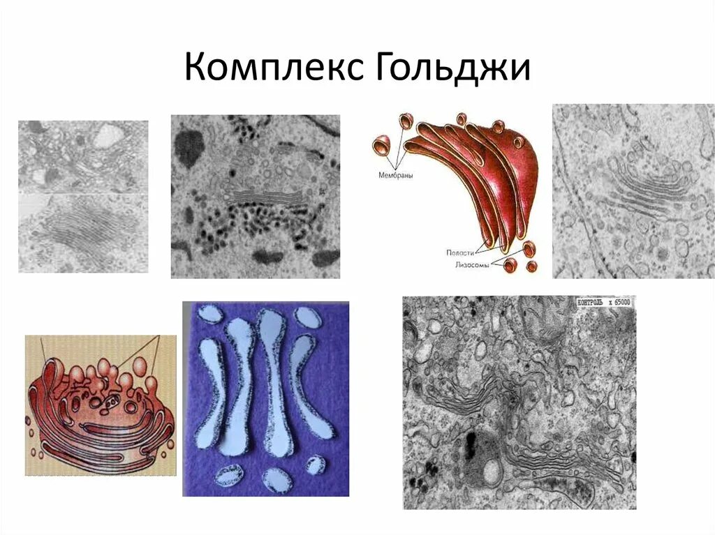 Выполняет секреторную функцию аппарат гольджи. Сетчатый аппарат Гольджи. Комплекс Гольджи сетчатый аппарат. Комплекс Гольджи это в биологии. Комплекс Гольджи Тип клетки.