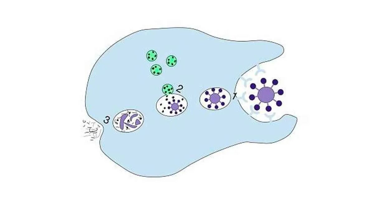 Фагоцитоз строение. Фагоциты и фагоцитоз. Питание клетки фагоцитоз. 1882 Фагоцитоз. Может осуществлять фагоцитоз способен к амебоидному движению