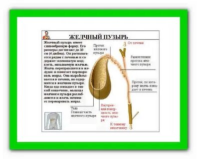 Удалили желчный пузырь какие