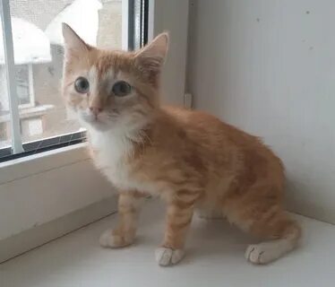 Рыжий кот оренбург