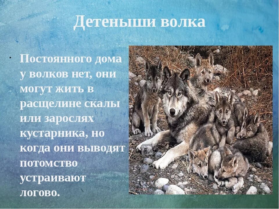 Рассказ про волка. Волк для презентации. Презентация на тему волк. Сообщение про Волков. Информация про волка