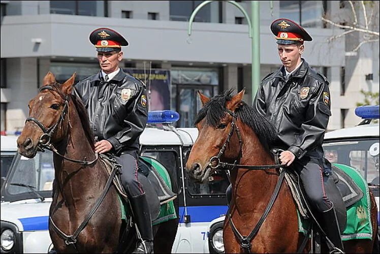 Вы владелец лошади? Тогда этот тендер, быть может, для вас!