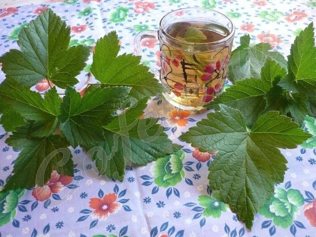 Чай из свежих листьев смородины и малины. Лист смородины. чай из листьев смородины и малины. черный чай с малиной листья смородины.