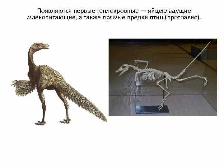 Почему птицы теплокровные. Первое теплокровное животное. Кровь млекопитающих. Теплокровные животные. Информация о теплокровных животных.