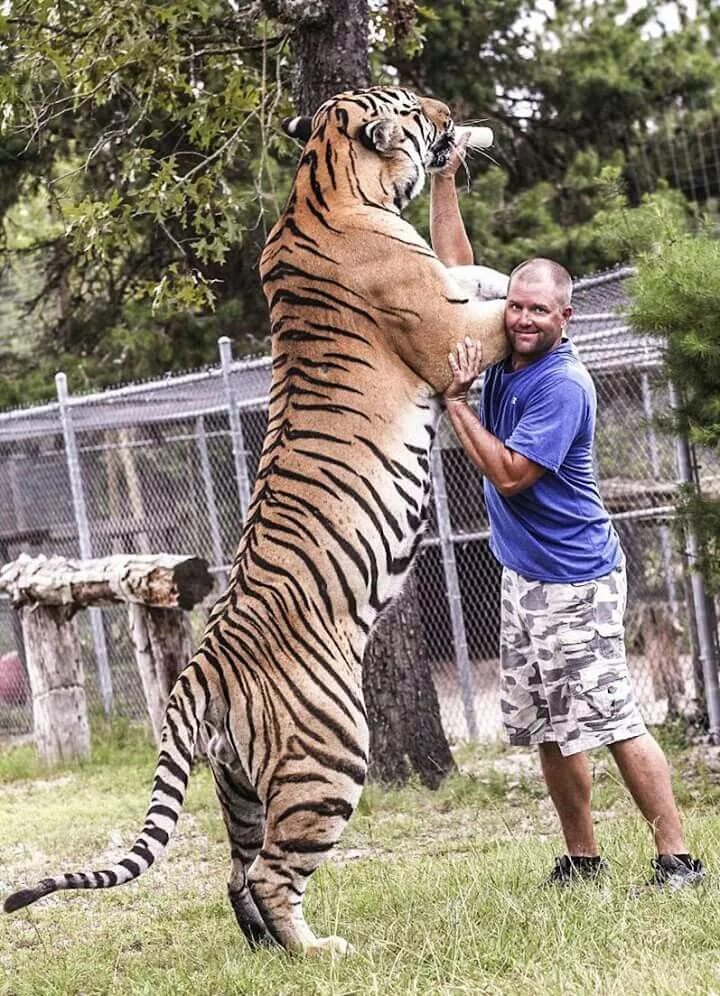 The tiger is large. Бенгальский и Уссурийский тигр. Сравнительный тигра. Сравнение тигров. Бенгальский тигр Размеры.