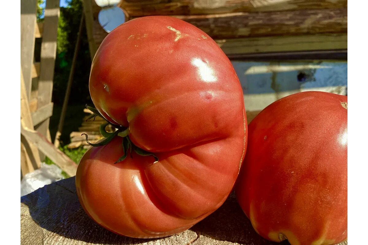 говядина с томатами. говядина с куста томат описание. шоколадины говядины помидоры. сорт томата говядина с куста. томат «куст говядины» (канада).