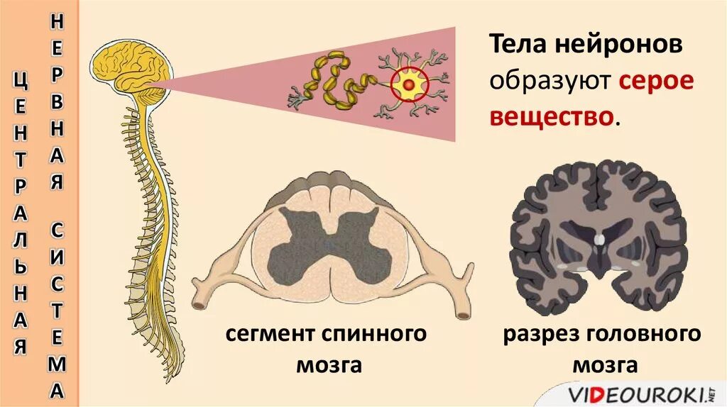 Спинной и головной мозг тест 8 класс. Тела нейронов образуют серое вещество. Тела нейронов образуют вещество головного. Уровни организации нервной системы. Уровни организации нервной системы человека.