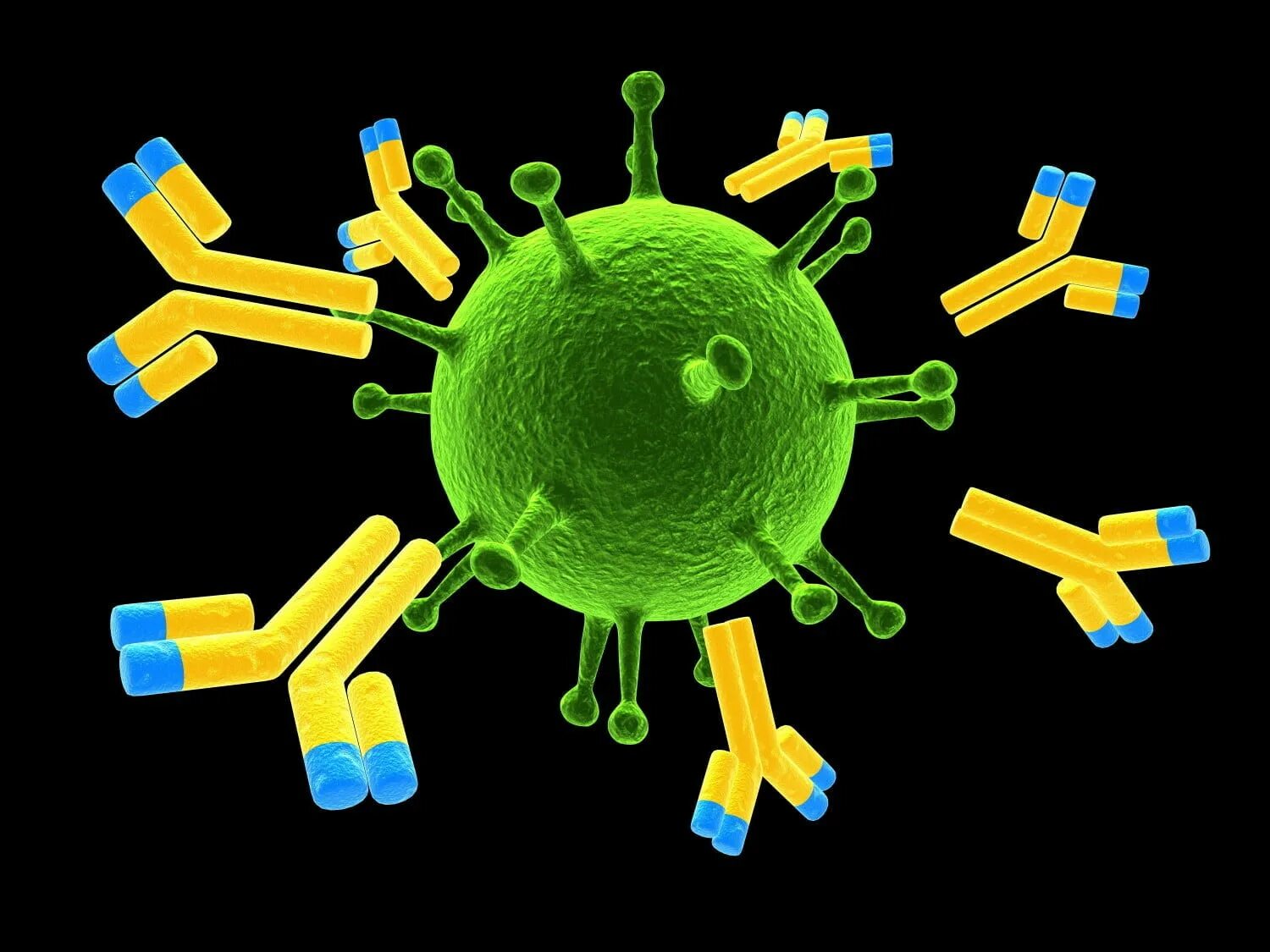 Иммуноглобулин в лимфоциты. Комплекс антиген—антитело (иммунный комплекс). Иммунная система иммуноглобулины. Комплекс антиген антитело. Моноклональные антигены.
