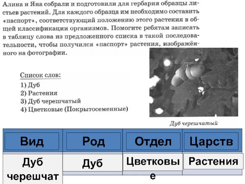 Царство отдел класс род вид ВПР. ВПР 5 класса по биологии царство отделы род. Царство Тип род вид ВПР по биологии 5 класс. Тип род вид в биологии в ВПР. Реальные впр по биологии