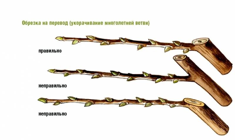 Переключение веток. Правильный срез веток на яблоне. Обрезка яблони срез. Компактная обрезка яблони. Обрезка плодовых деревьев на внешнюю почку.