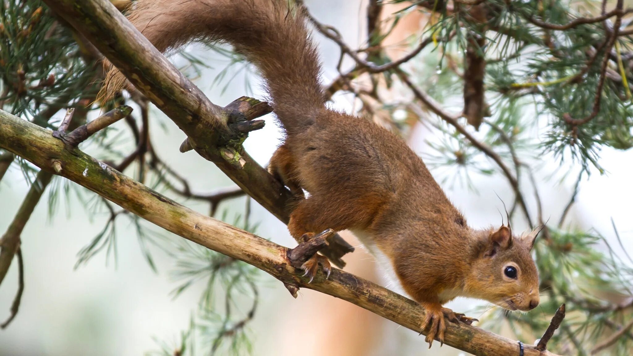 какая высота белки