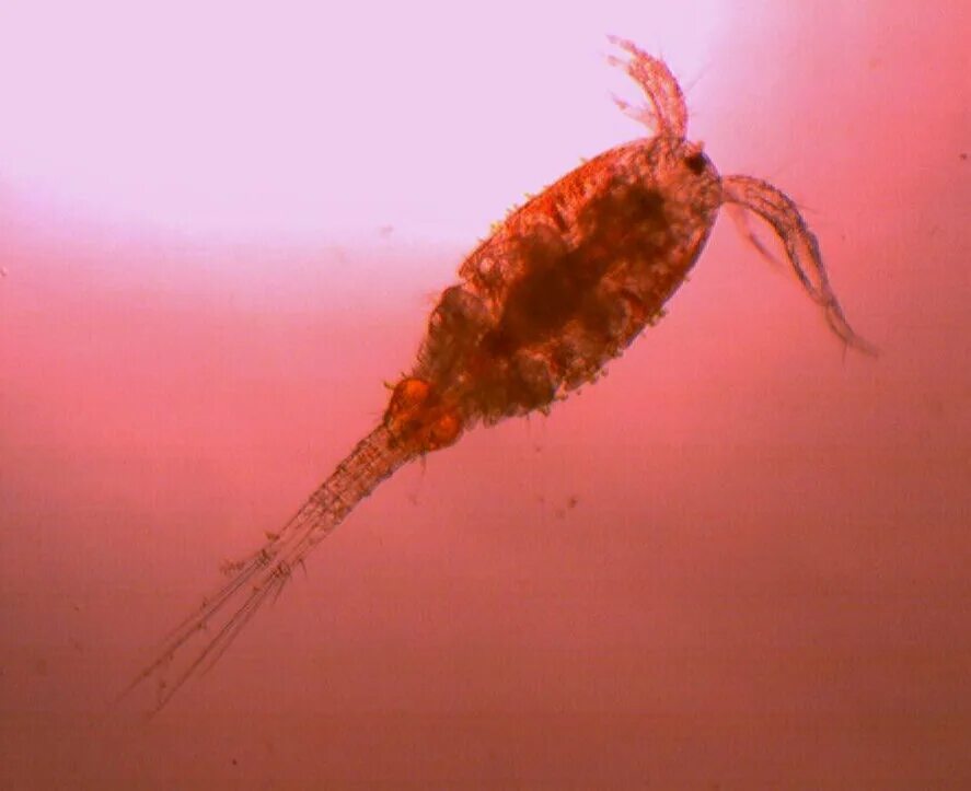 Жук цикада. Пальма цикас революта. Цикая. Рой цикад. Цикас революта семена.