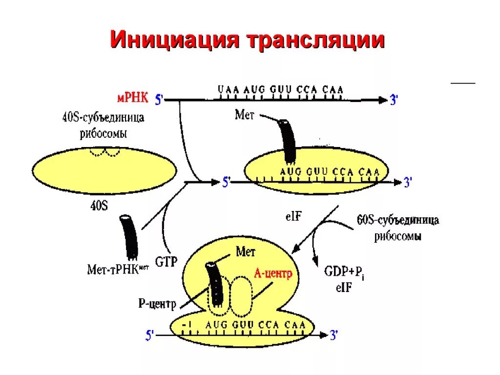 Инициация 5. Биосинтез белка инициация трансляции. Инициация трансляции у эукариот. Инициация это в биологии. Трансляция биология.