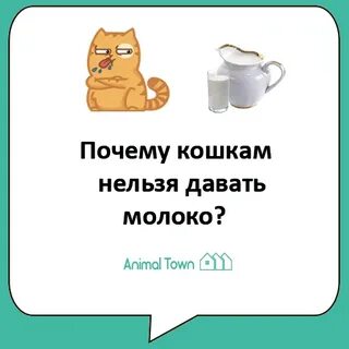 Что можно и нельзя котам