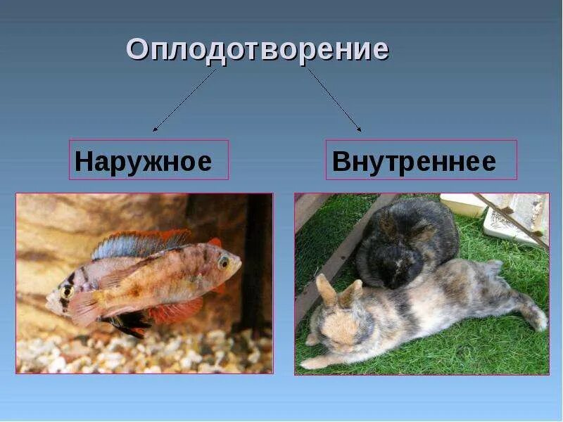 Размножение это процесс ответ