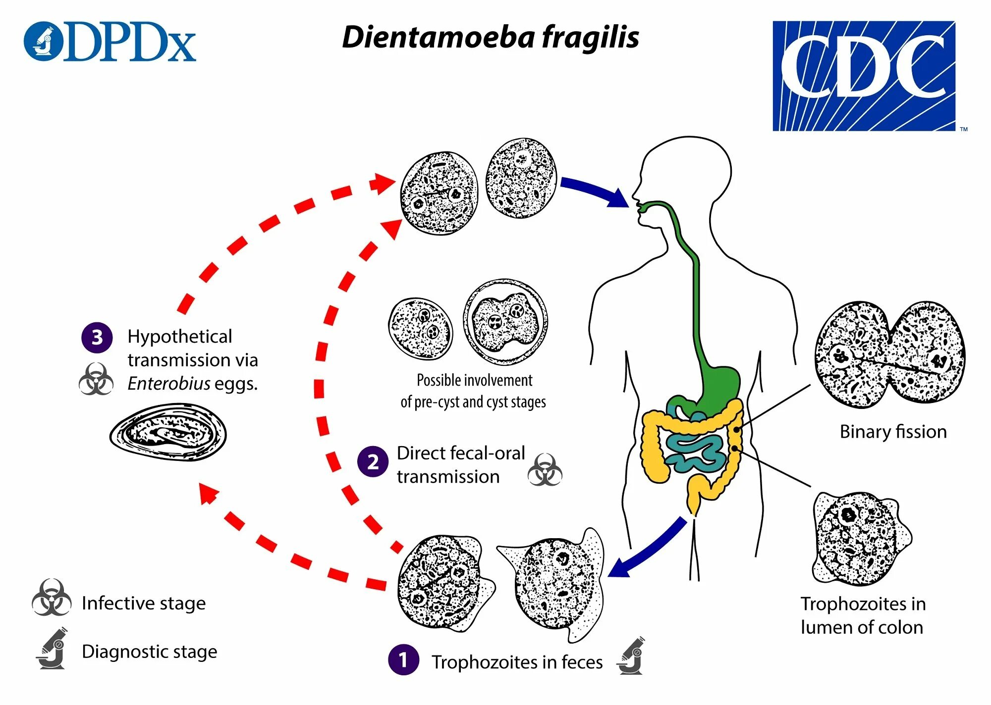 Dientamoeba fragilis жизненный цикл. Диентамеба фрагилис. Dientamoeba fragilis цикл развития. Диэнтамеба жизненный цикл.