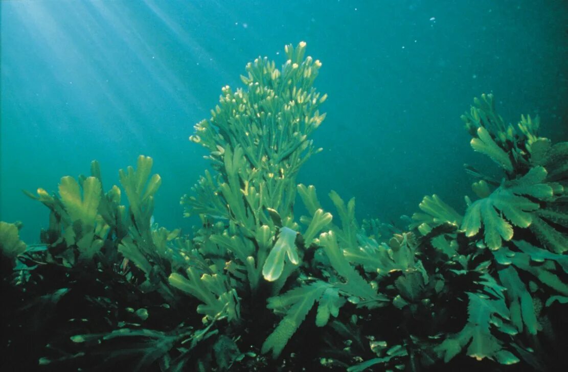 Какие водоросли глубоководные. Фукусы морские водоросли. Фукус пузырчатый водоросль. Бурые водоросли фукус. Фукус и ламинария.