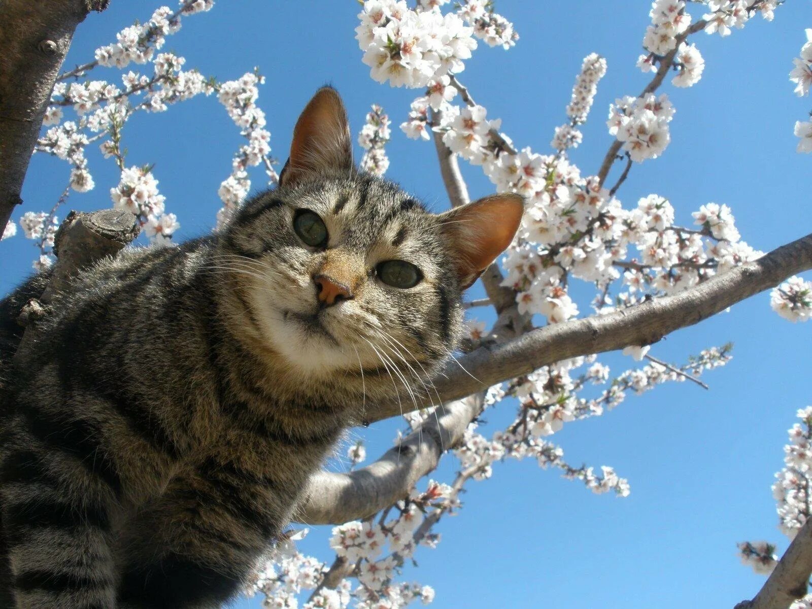 Кот весной