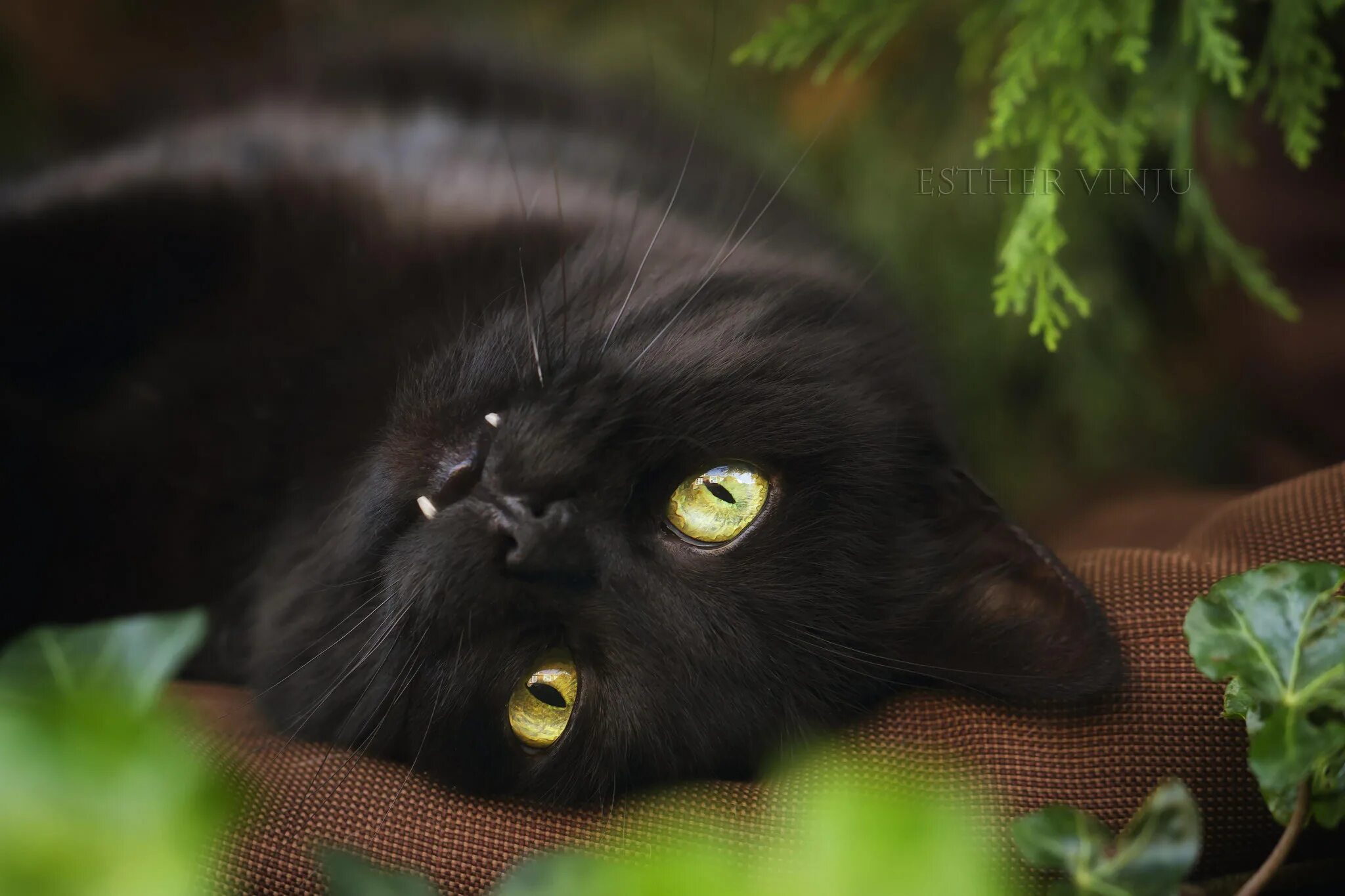 Черные кошки 10. Богемская кошка чёрная. Чёрный кот. Самые красивые черные кошки. Черная кошка с зелеными глазами.