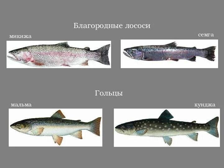 Лосось и семга отличие. Рыба семейства лососевых кунджа. Рыба семейства лососевых голец. Голец кунджа. Лосось рыба кунджа.