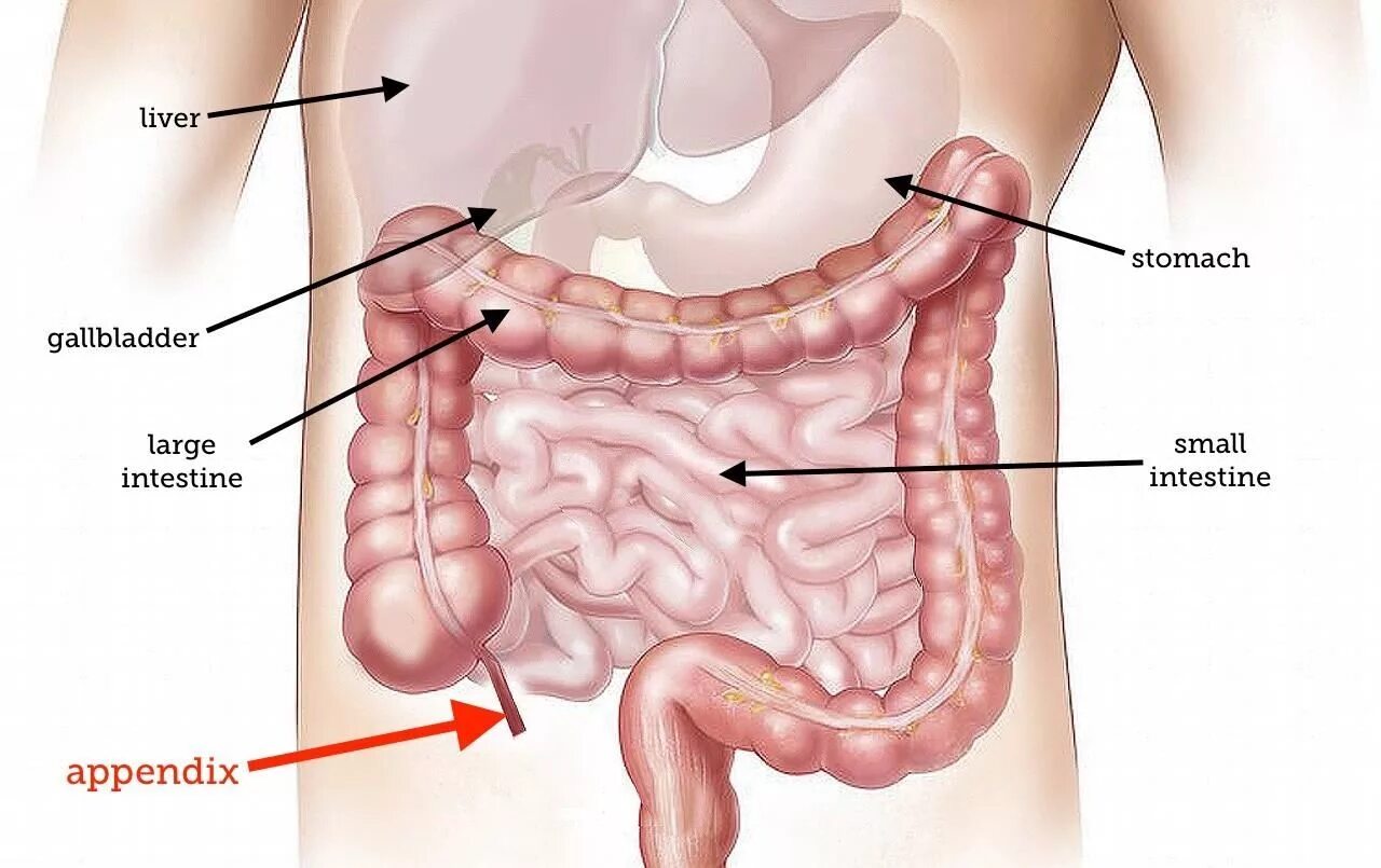 Аппендикс какой орган