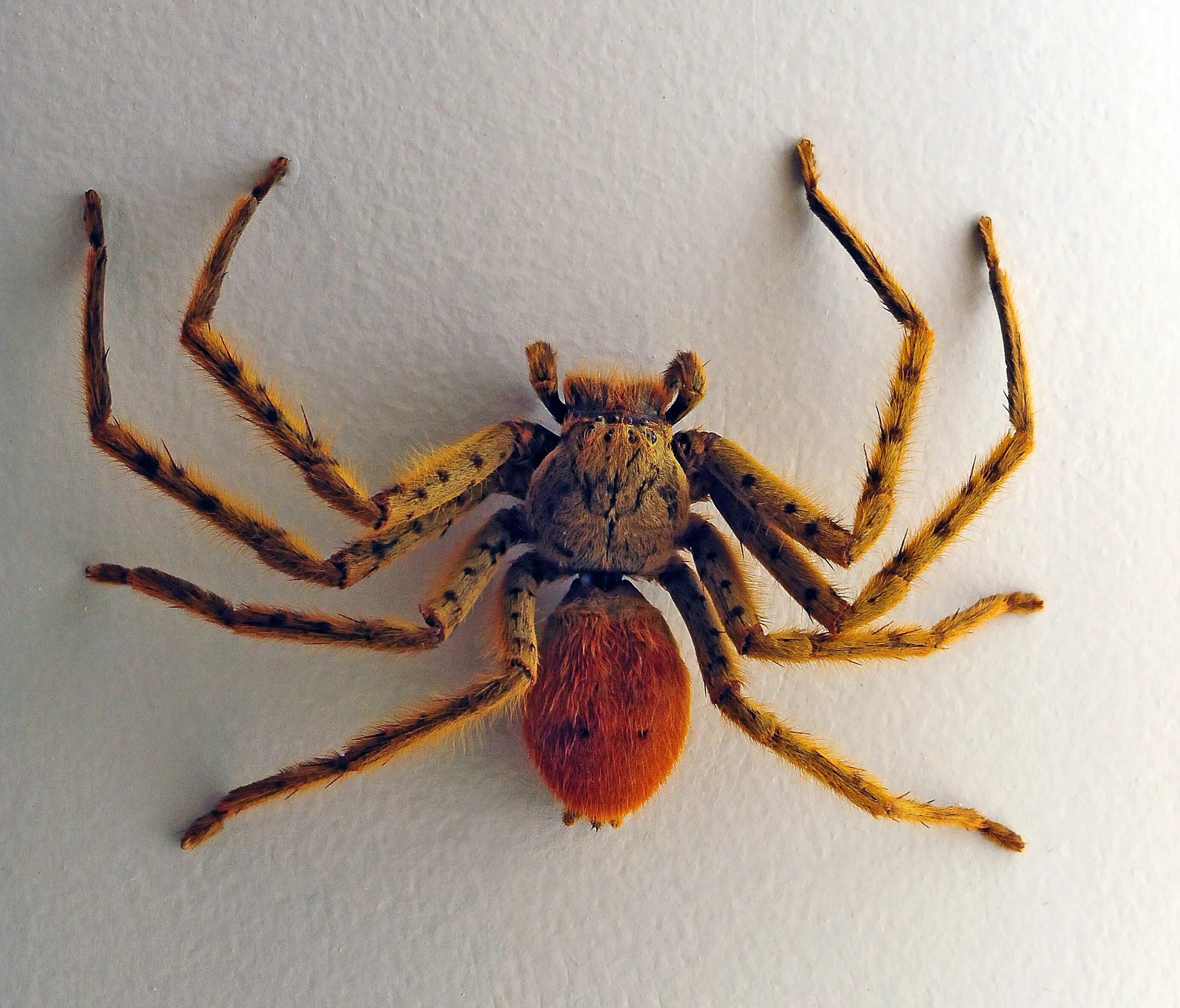 Huntsman spider. Хантсмен паук. паук охотник хантсмен. паук-егерь (huntsman spider). ханстмен паук австралии.