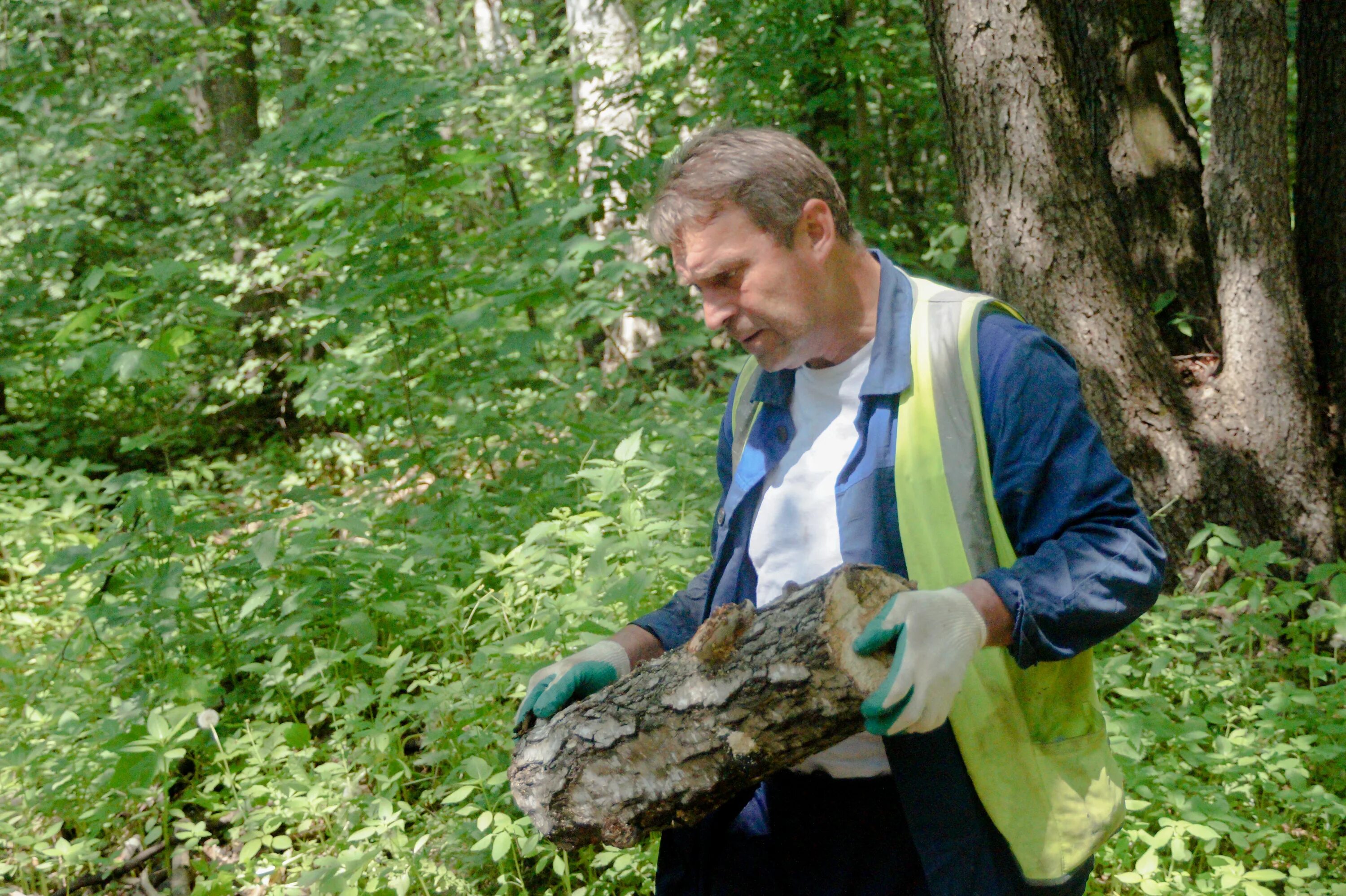 парк лзос лыткарино. лесопарк лыткарино. томилинский лесопарк для спортивного ориентирования. лесопарк лыткарино директор. лесопарк лыткарино.