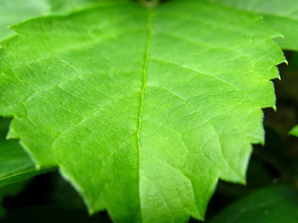 Купить зеленый лист. Зеленый лист. Лист крупным планом. Красивые зеленые листья. Зеленый лист вблизи.