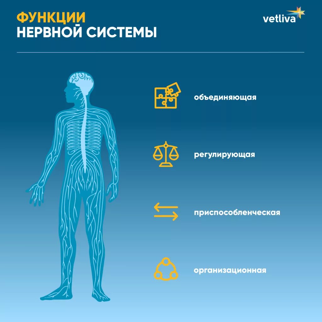 Функции нервной системы человека. Функции которые выполняет нервная система в организме человека. Основные функции нервной системы. Функции нервов человека.