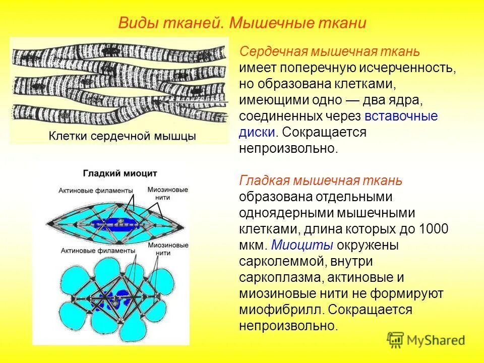 У мышечной ткани несколько ядер. Слившихся клеток. Строение клетки мха. Несколько клеток образовывают. Несколько клеток образовывают.