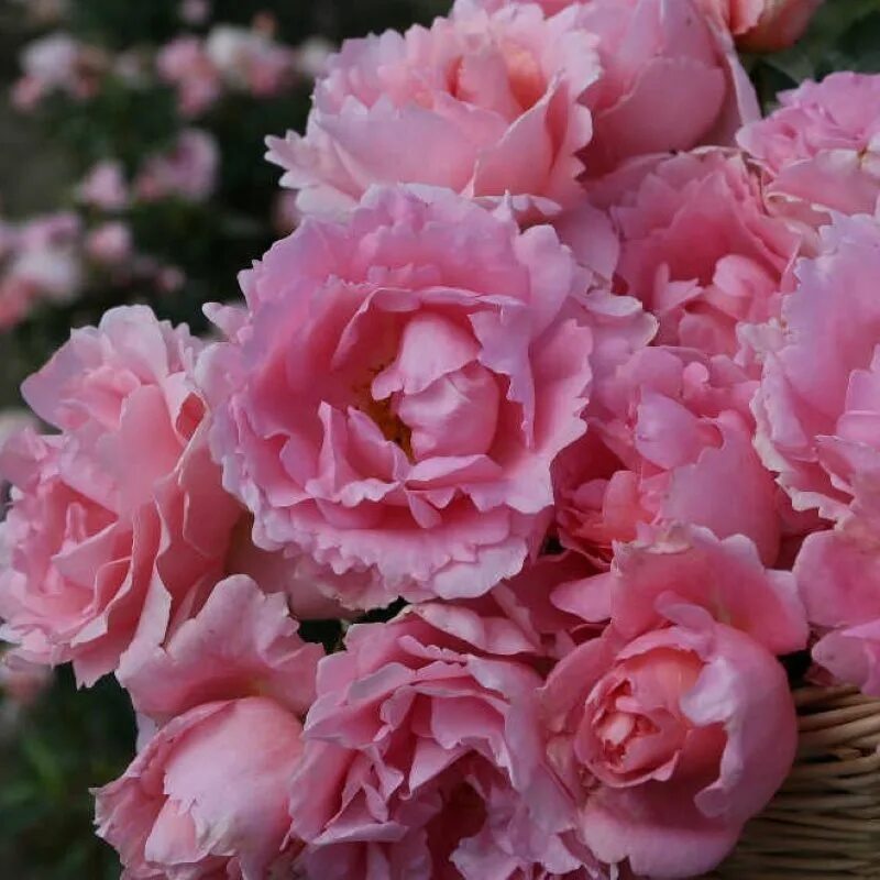 Rose poetry. Rose poetry. Rose poetry. Rose poetry. Rose poetry.
