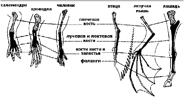 Плечевой пояс и грудной плавник акулы. Схема строения поясов конечностей костистой рыбы. Передние конечности плавники. Строение пятипалой конечности. Строение плавника дельфина.