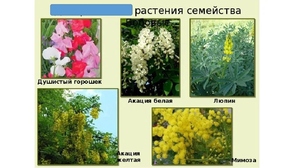 Бобовые кормовые культуры представители. Декоративные растения семейства бобовых. Декоративные растения мотыльковых семейства.