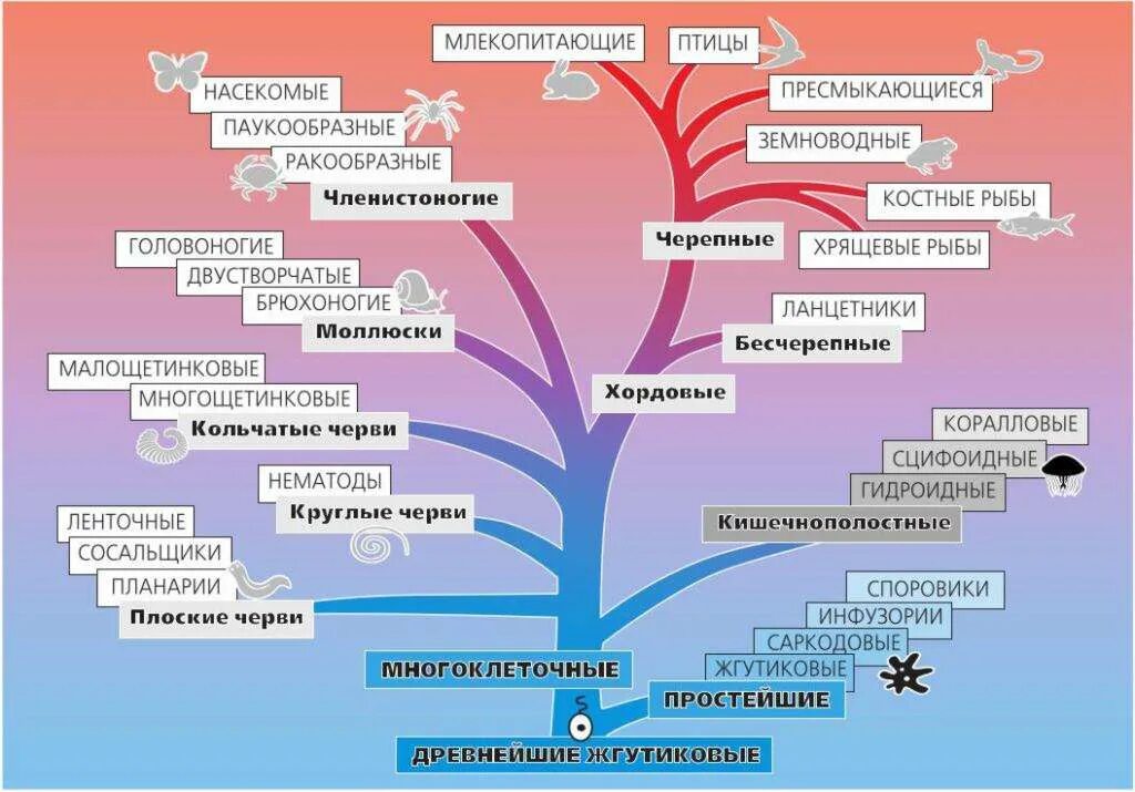 Классификация многоклеточных животных. Систематика царства животных многоклеточных. Царство животных классификация многоклеточных. Царство животные классификация 5 класс биология.