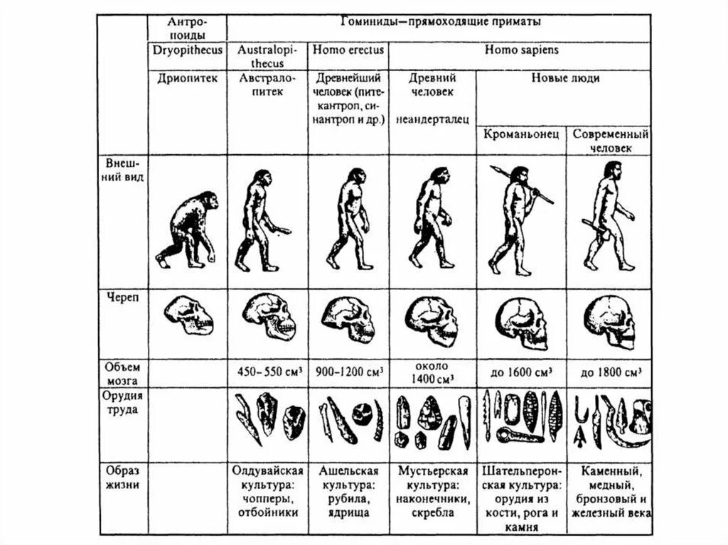 Установите последовательность антропогенеза человек. Эволюция человека Антропогенез 11 класс таблица. Эволюция человека таблица по биологии 11 класс. Эволюция человека таблица гоминид. Антропогенез Эволюция человека этапы эволюции.