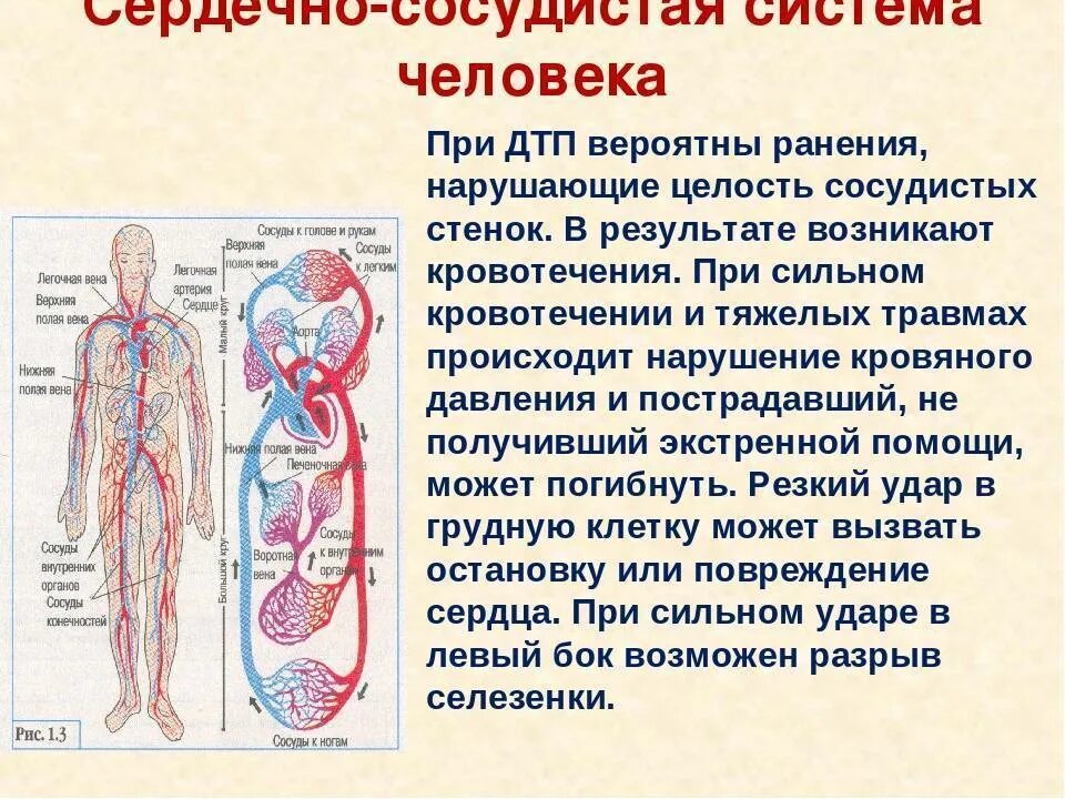 Кровеносные сосуды мельчайшие функции. Строение и функции сердечно-сосудистой системы. сердечно-сосудистая система анатомия кратко. кровеносная система в организме человека выполняет. строение сосудов ссс.