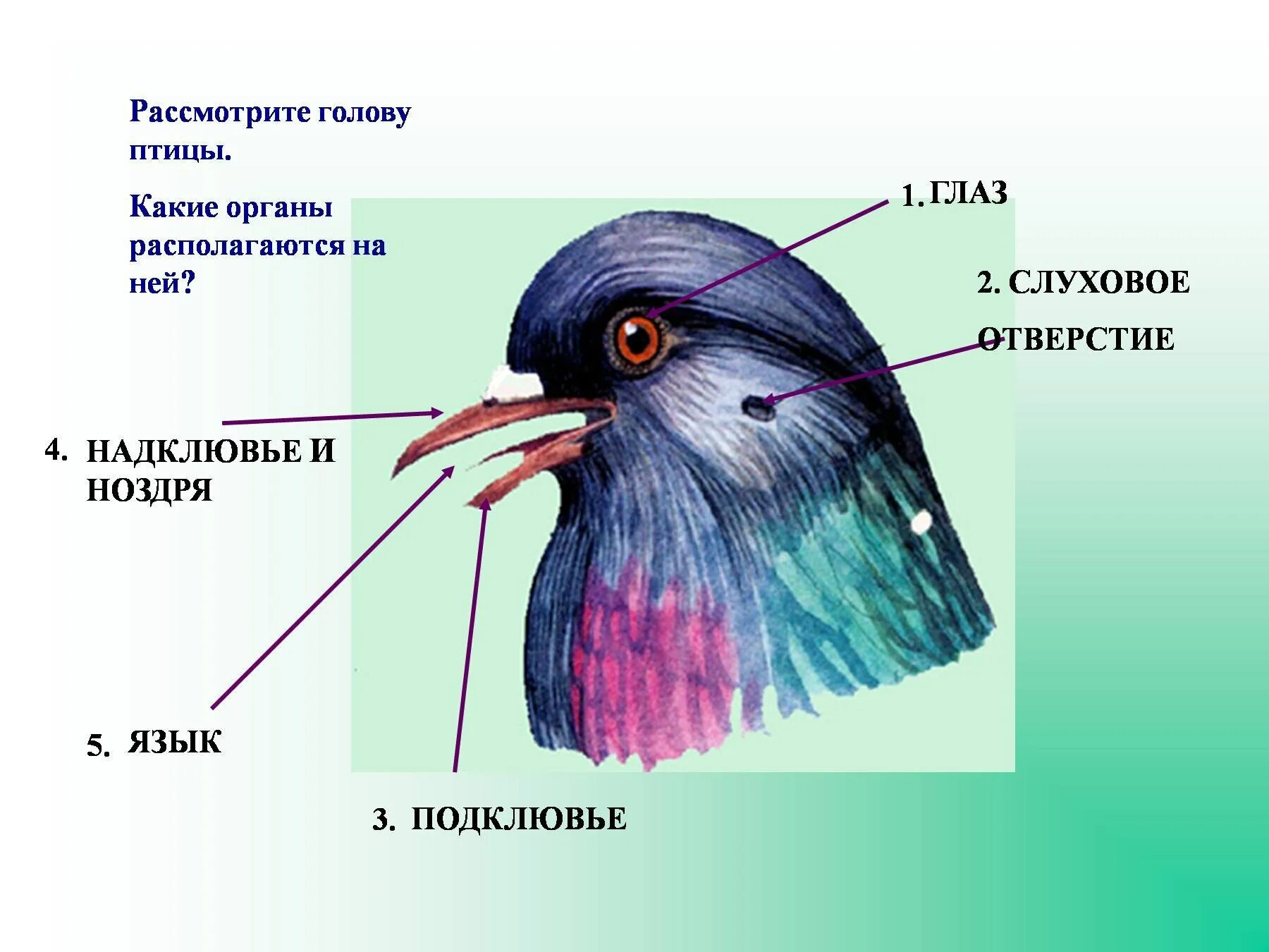 Внешнее строение голубя 7 класс биология. Органы чувств птиц анатомия. Строение головы птицы. Органы расположенные на голове у птиц.