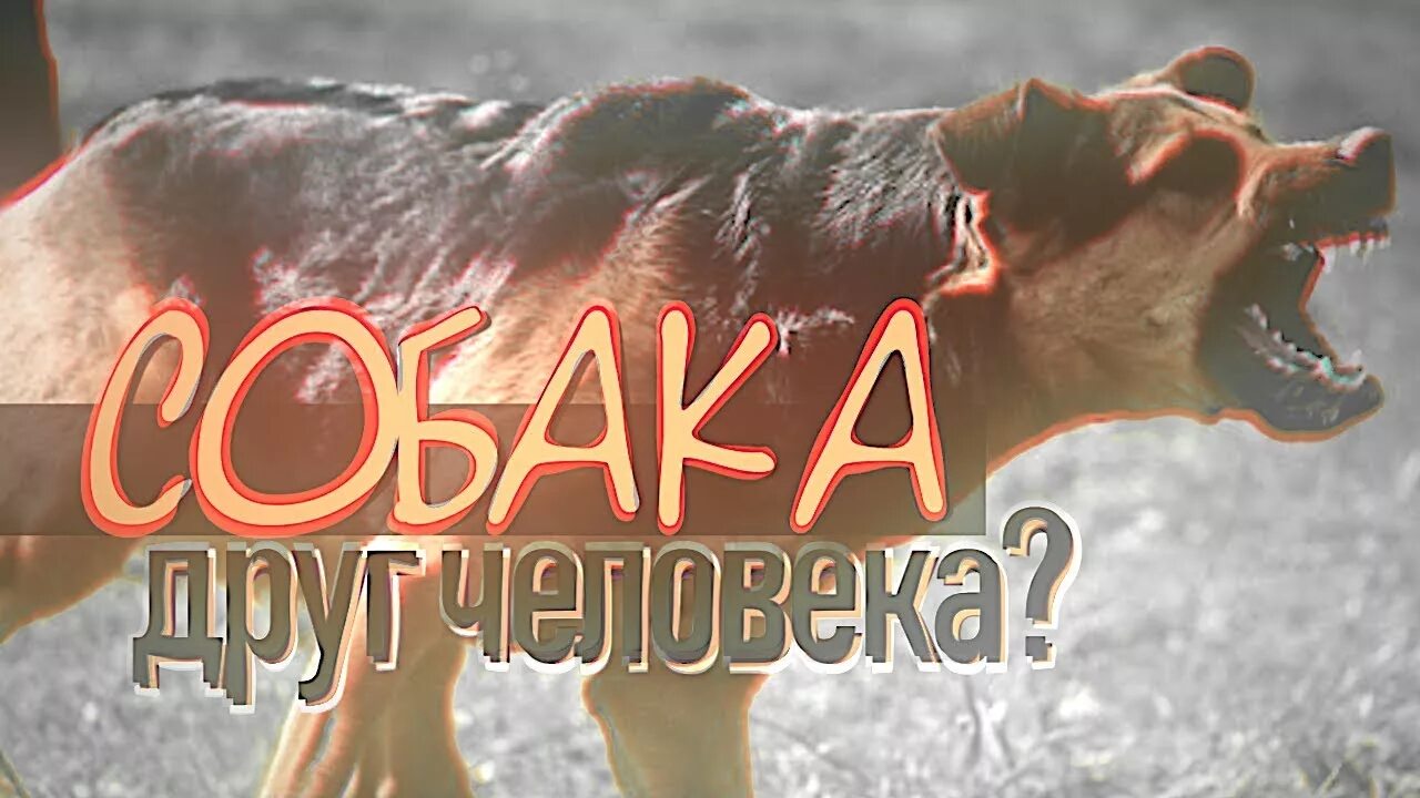 Ненавижу собак. Я ненавижу собак. собаки ненавижу собак. картинка ненавижу собак.