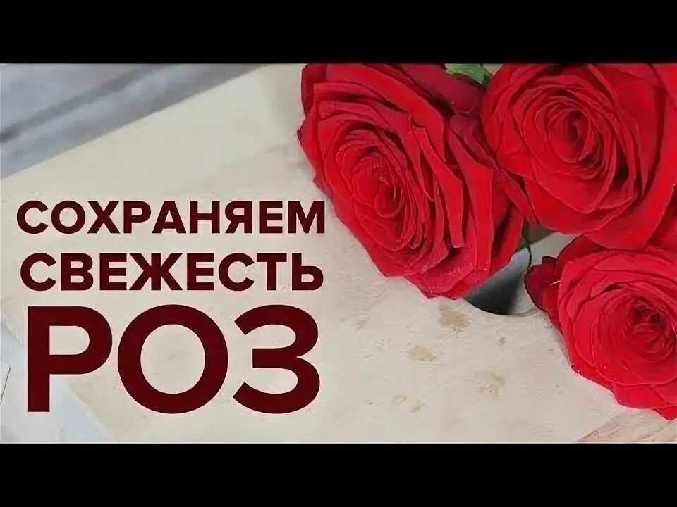Как долго хранить розу
