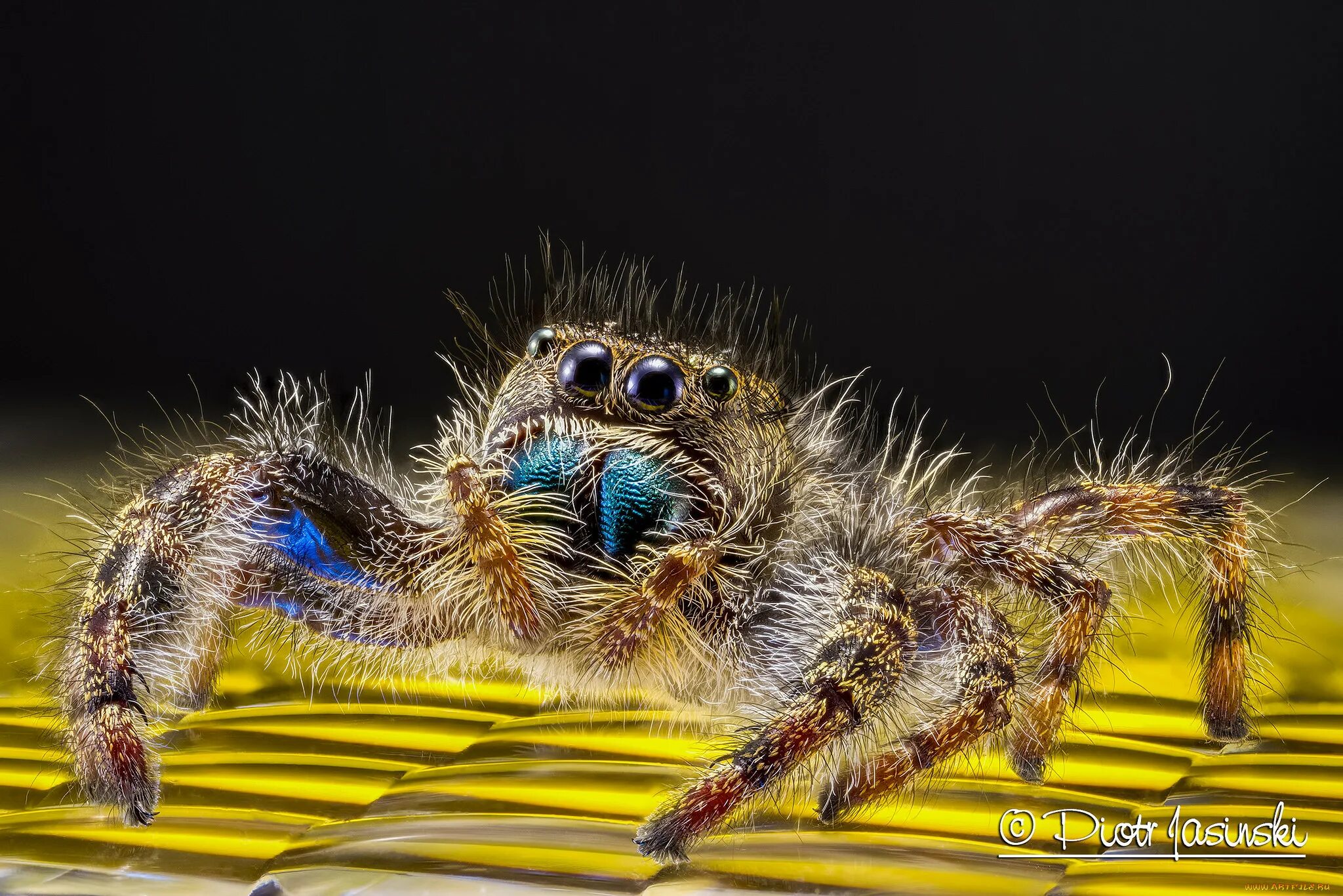 Phidippus Audax (паук-скакун). Лапы паука птицееда. Паук скакун под микроскопом. Лапки паука. Лапки паучков