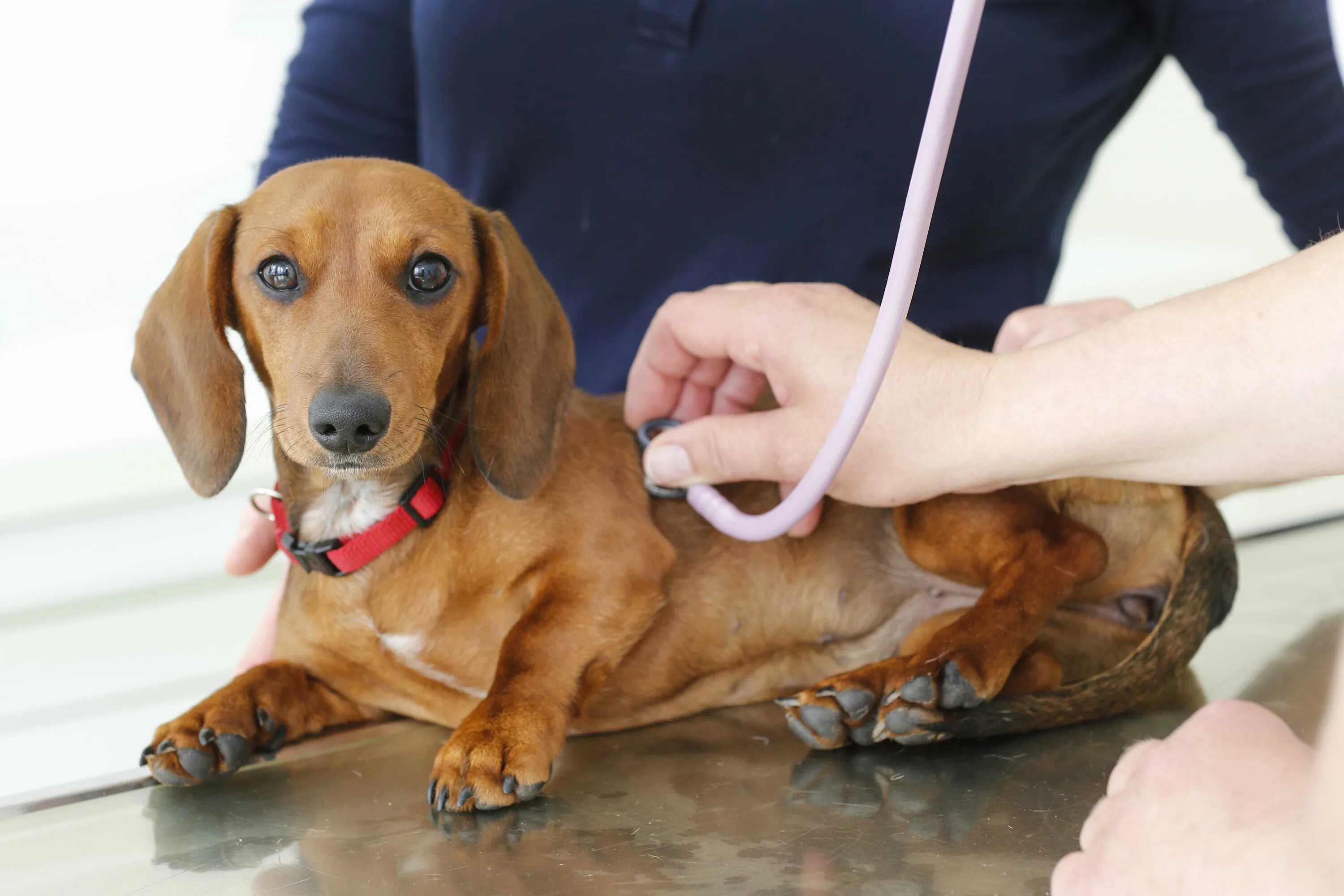 Keeping pets listen. Собачий грипп. Грипп у собак. Вакцина от гриппа собак. Питомниковый грипп собак.