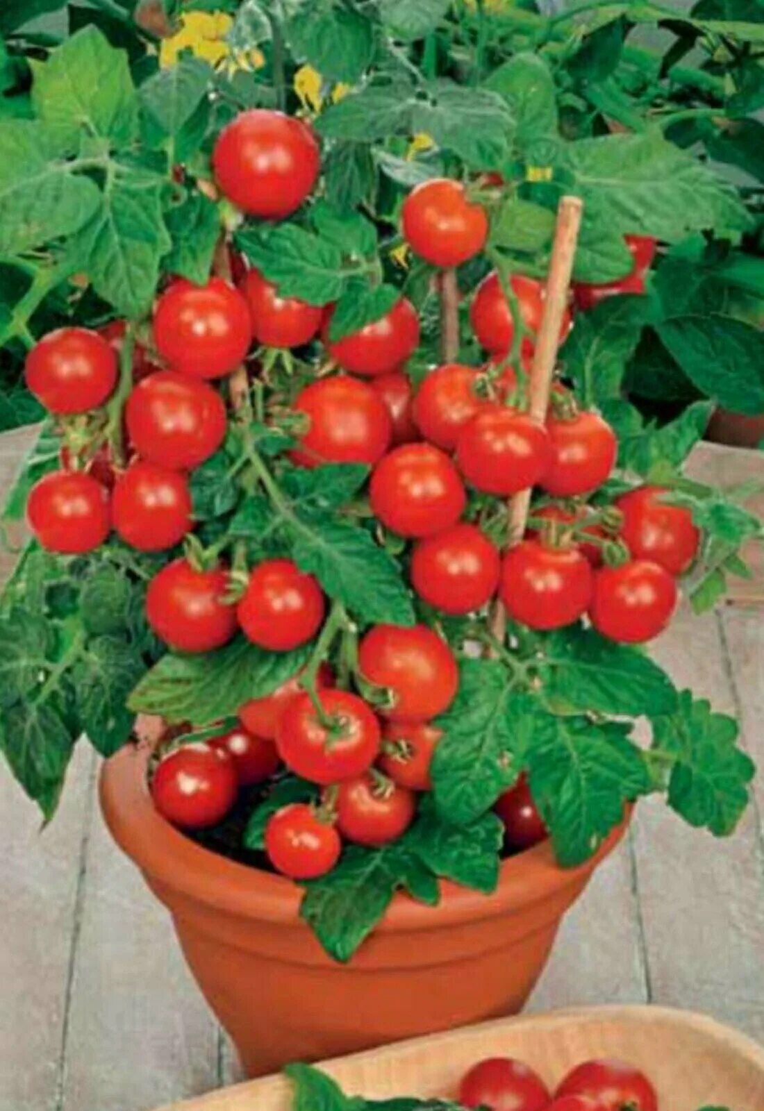 Сорт помидор балконное чудо. Томат черри балконное чудо. Балконные семена помидор. Семена помидор черри балконные самоопыляющиеся. Семена черри балконное чудо.