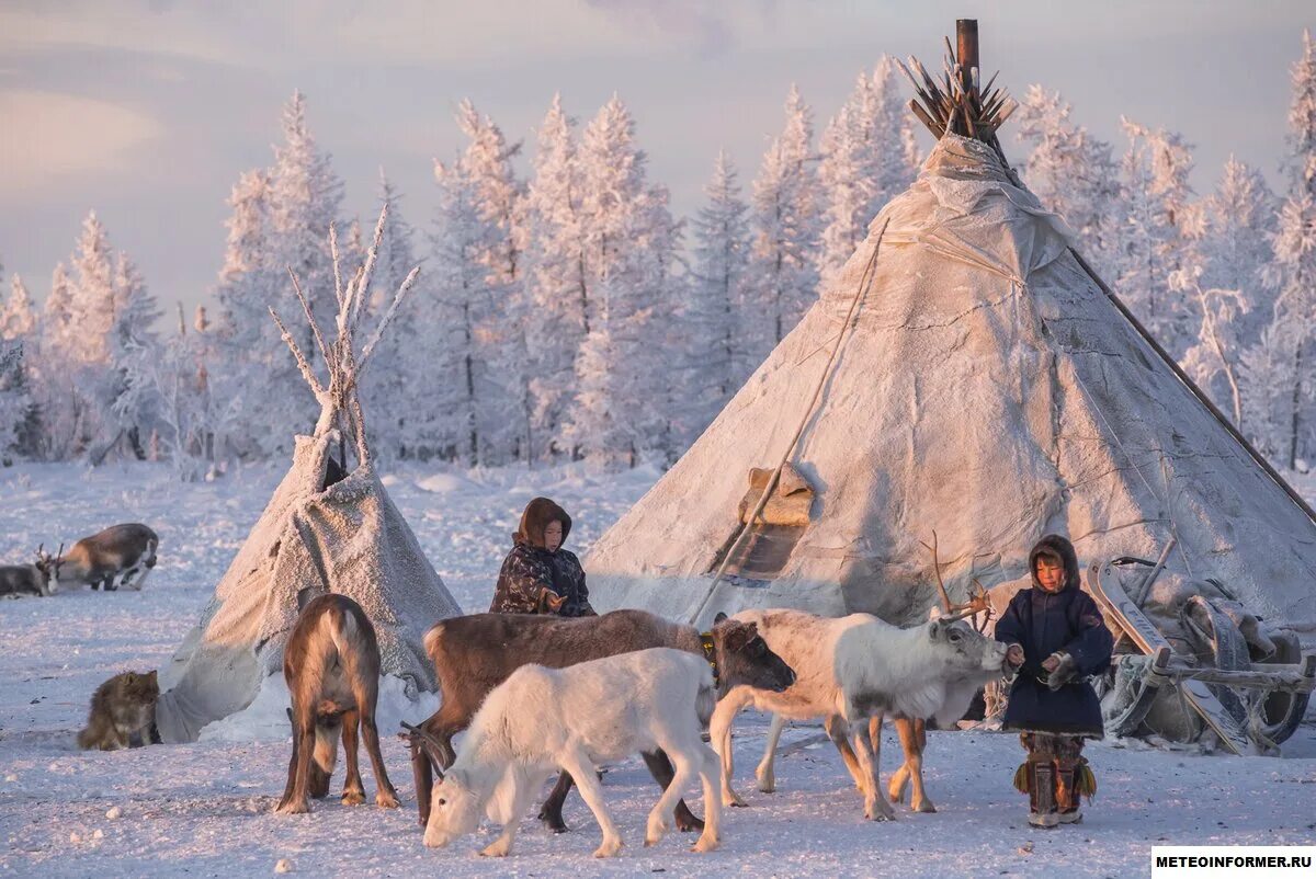 Народы живущие на крайнем севере. Чум ненцев в тундре. Ненцы-оленеводы кочевье. Ненцы Ханты манси. Ямал тундра ненцы.