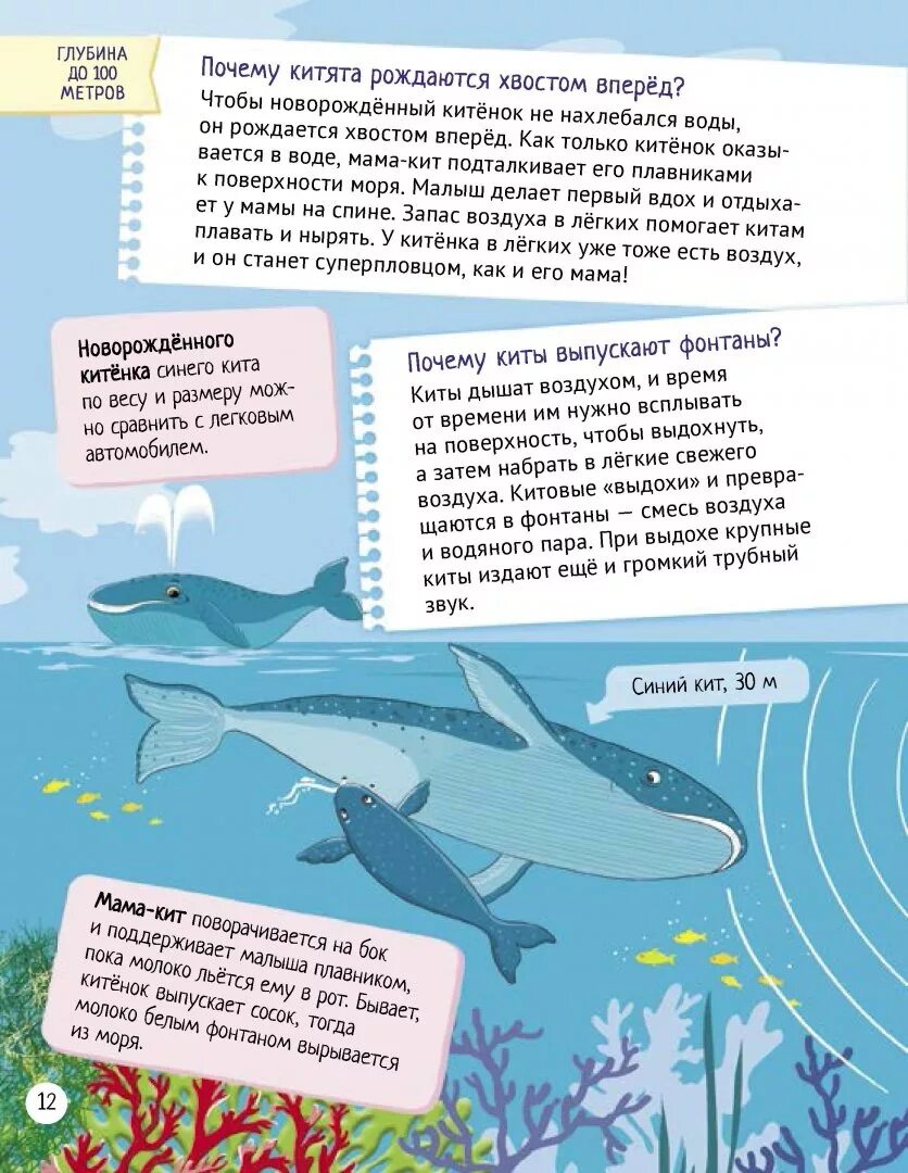 Киты мама текст. Интересное о китах для детей. Интересные сведения о ките. Интересные факты о китах для детей. Интересные факты про китов.